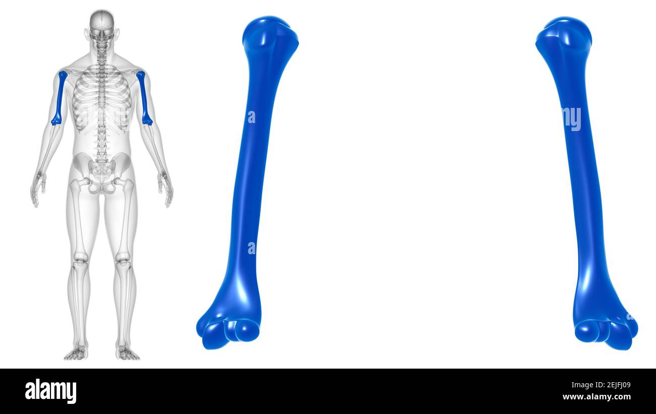 Anatomie du squelette humain Humerus Bone 3D Rendering for Medical concept Banque D'Images