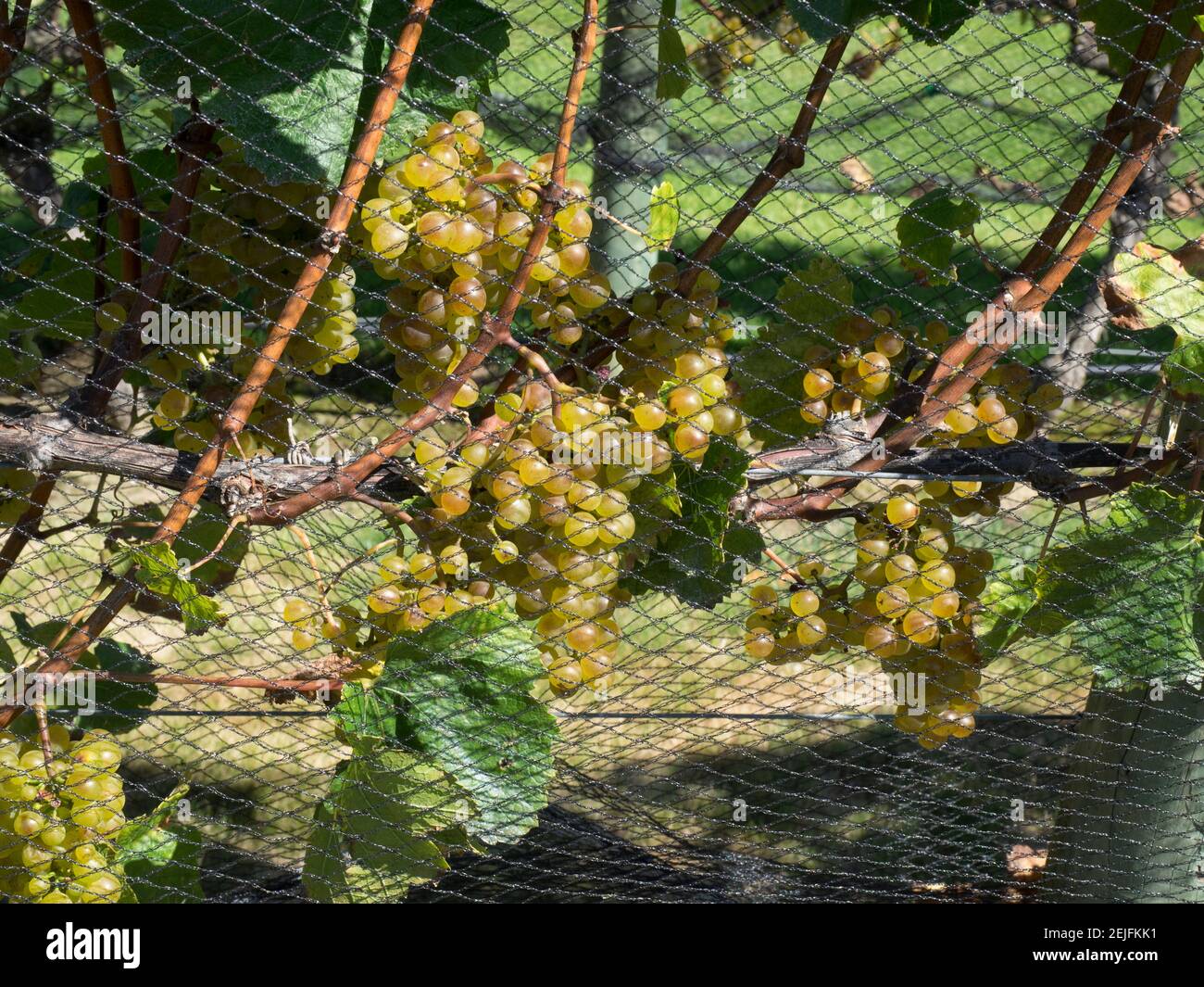Raisins de Chardonnay sur la vigne derrière le filet, vignobles Craggy Range, Hawke's Bay, Hastings, North Island, Nouvelle-Zélande Banque D'Images