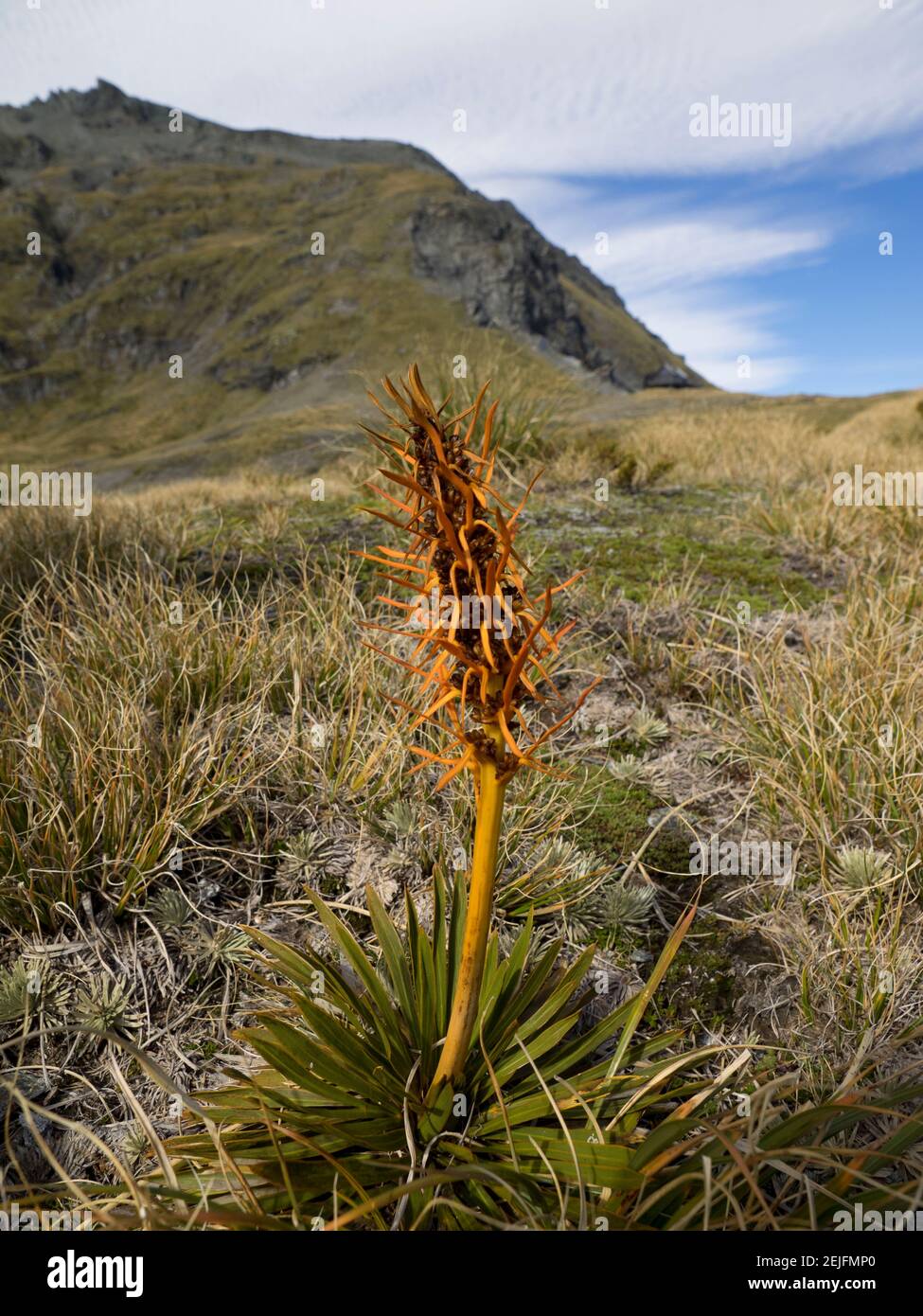 Gros plan de la plante espagnole qui pousse dans une forêt, parc national Mount Aspiring, côte ouest, île du Sud, Nouvelle-Zélande Banque D'Images