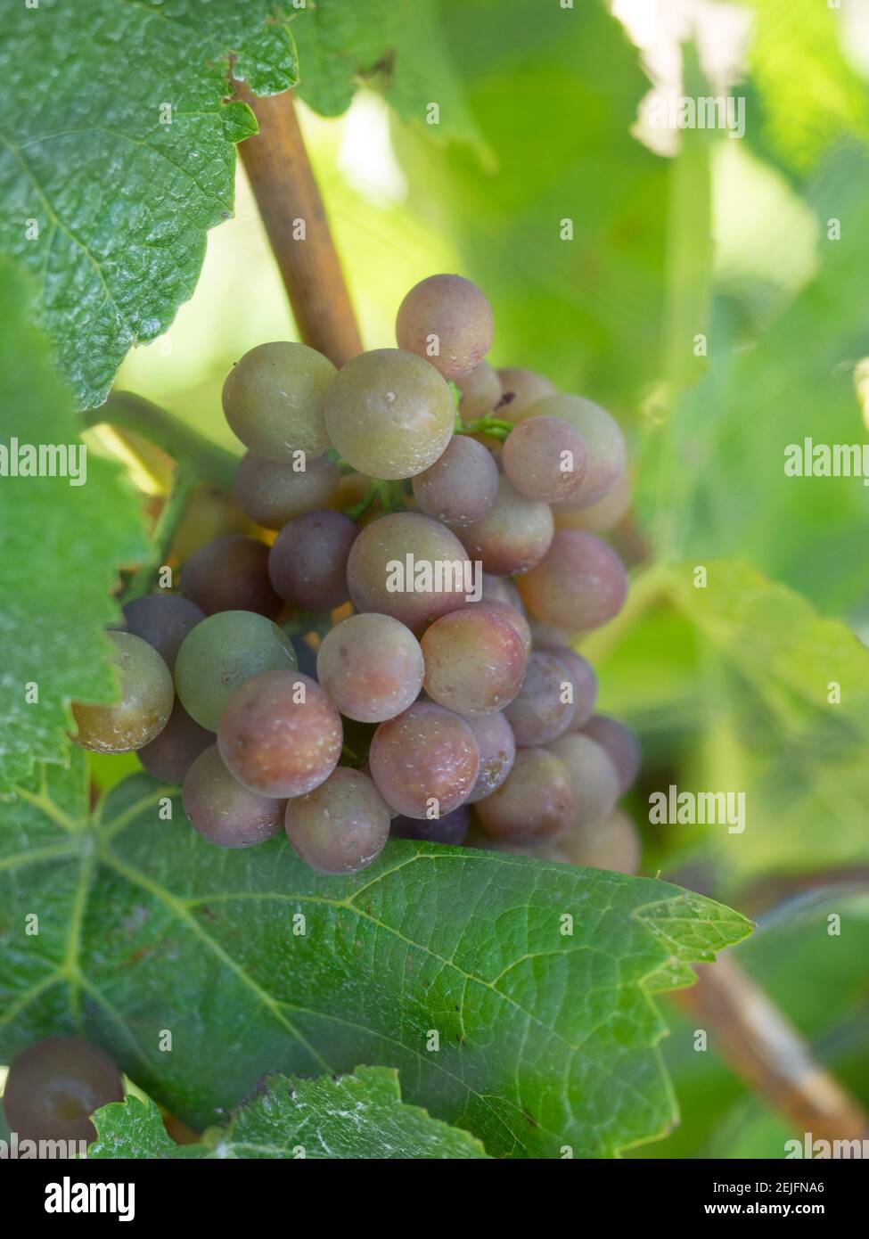 Gros plan des raisins Chardonnay à la cave de vinification Amisfield, Queenstown-Lakes District, Otago, South Island, Nouvelle-Zélande Banque D'Images