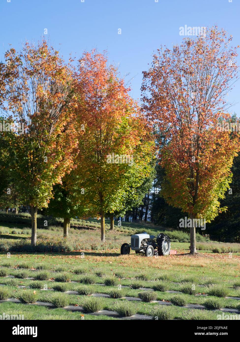 Tracteur et arbres dans le champ de lavande, Wanaka, Queenstown-Lakes District, Otago, South Island, Nouvelle-Zélande Banque D'Images