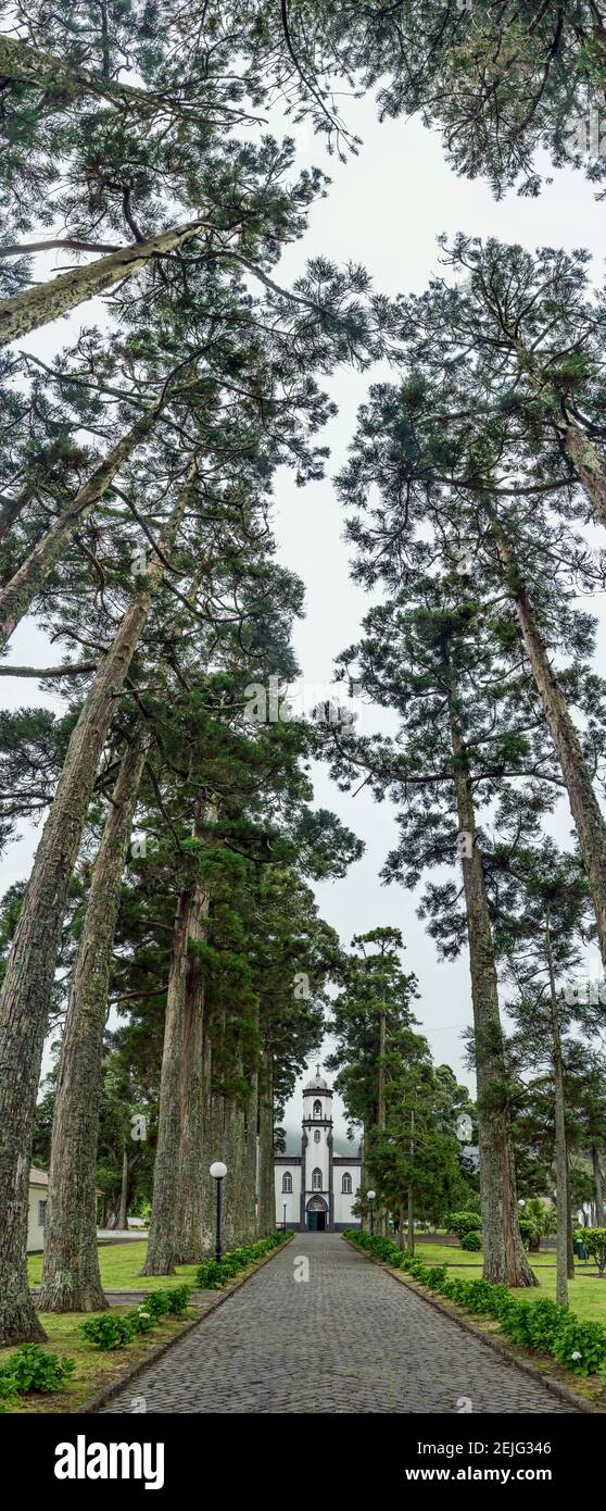 Arbres des deux côtés sur un chemin menant à une église, Sete Cidades, Ponta Delgada, île de Sao Miguel, Açores, Portugal Banque D'Images