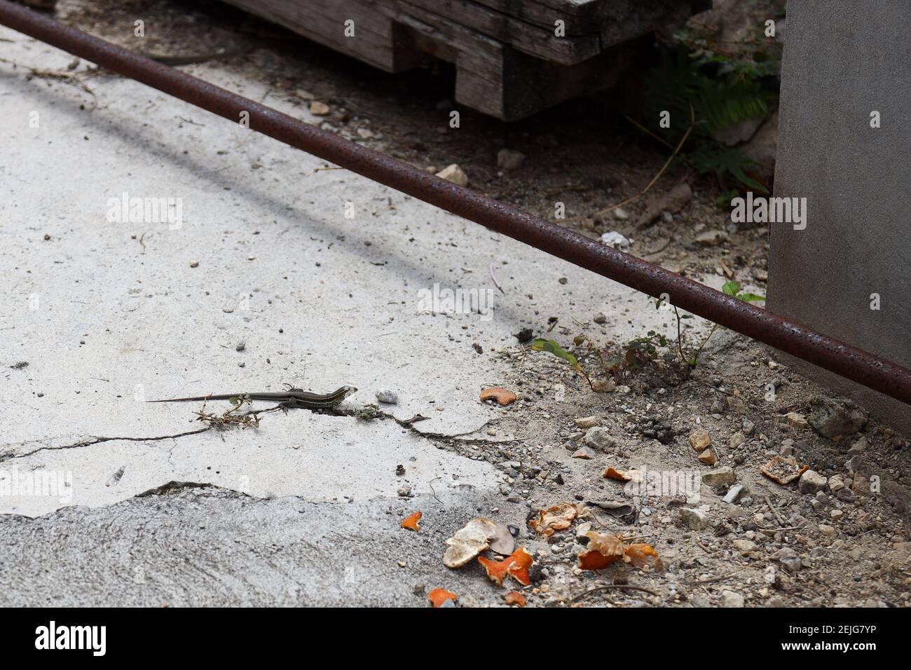 Petit reptile de lézard de Gecko qui s'exécute parmi les débris de construction dans le Climat chaud des Caraïbes Banque D'Images
