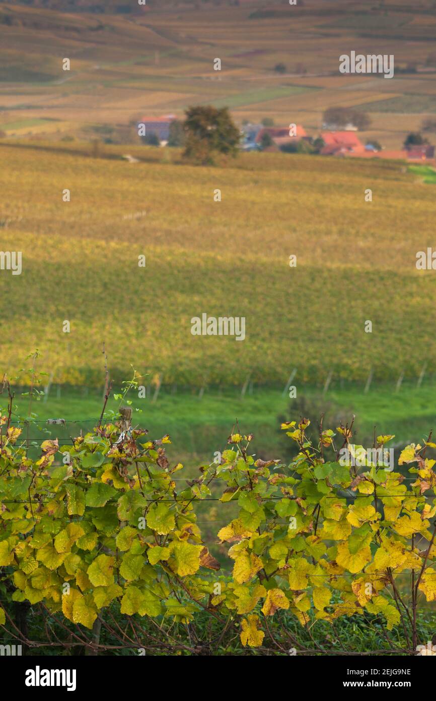 Vignobles en automne, Kaiserstuhl, Burkheim, Bade-Wurtemberg, Allemagne Banque D'Images