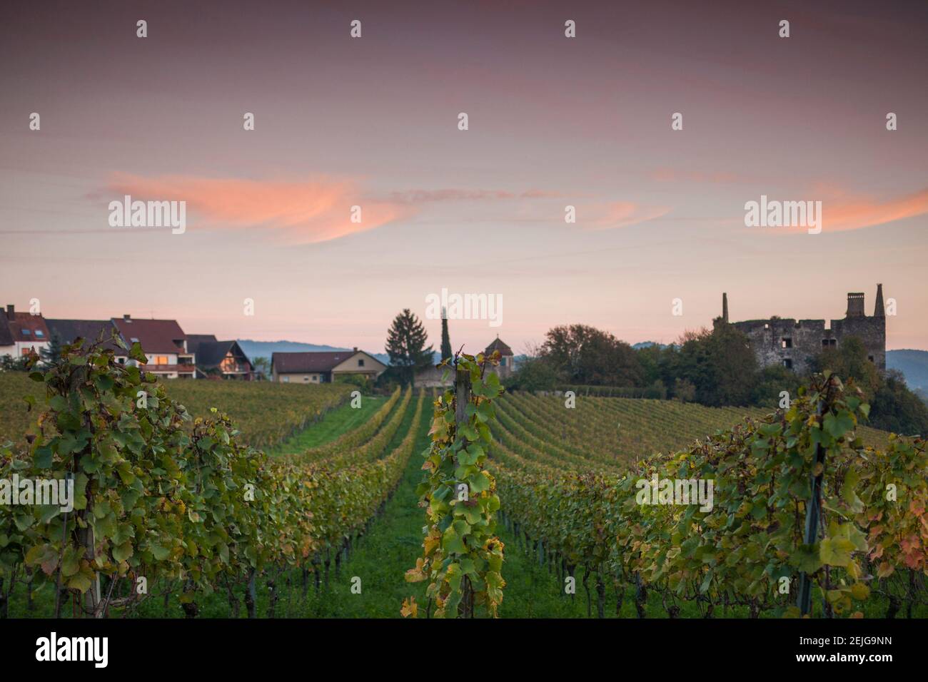 Vignobles en automne au crépuscule, Kaiserstuhl, Burkheim, Bade-Wurtemberg, Allemagne Banque D'Images