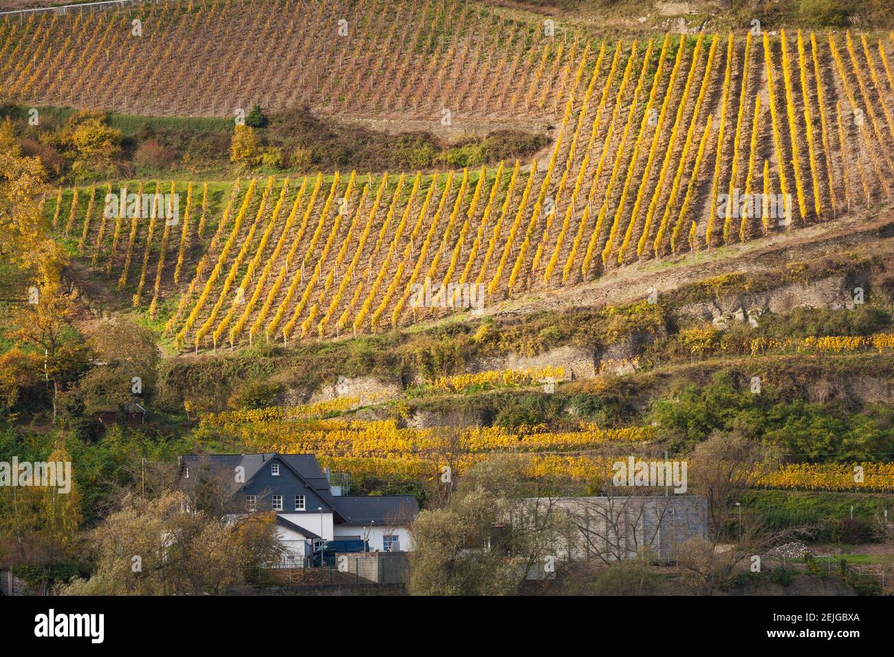 Vue imprenable sur les vignobles en automne, Oberwesel, Rhénanie-Palatinat, Allemagne Banque D'Images