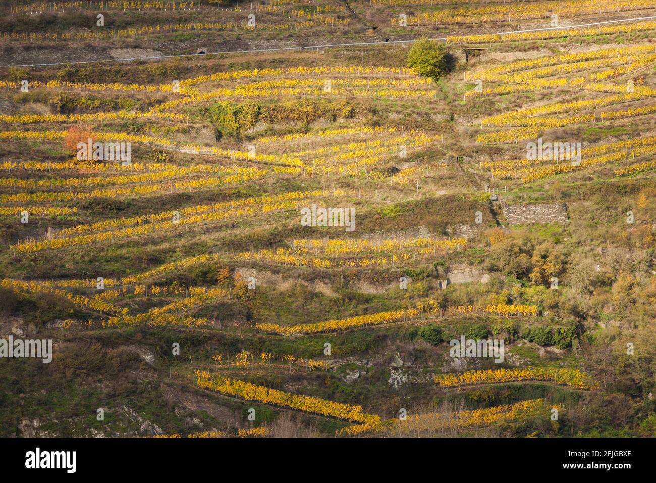 Vue imprenable sur les vignobles en automne, Oberwesel, Rhénanie-Palatinat, Allemagne Banque D'Images