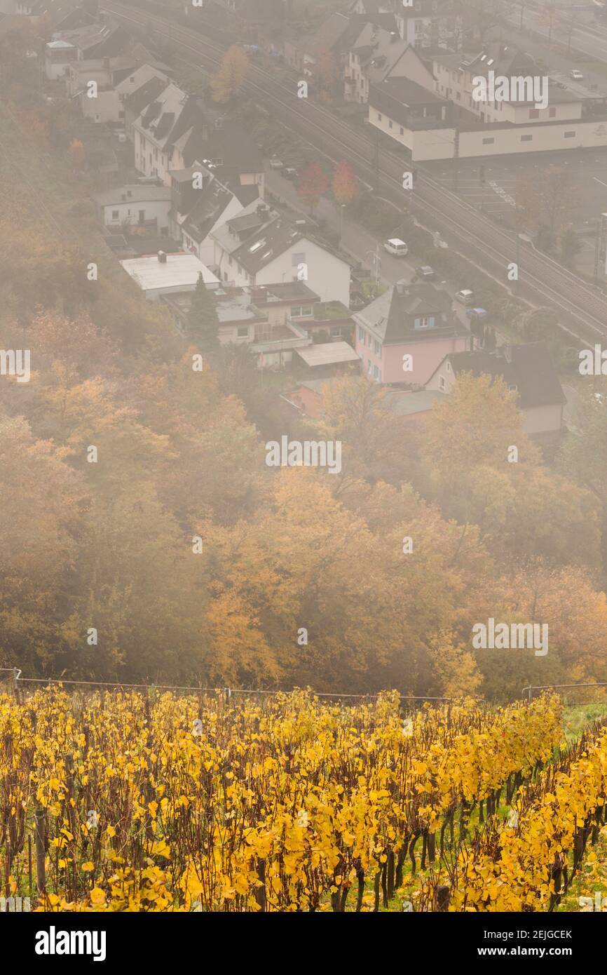 Vue imprenable sur la ville depuis la colline avec vignobles en automne, Assmannshausen, Hesse, Allemagne Banque D'Images