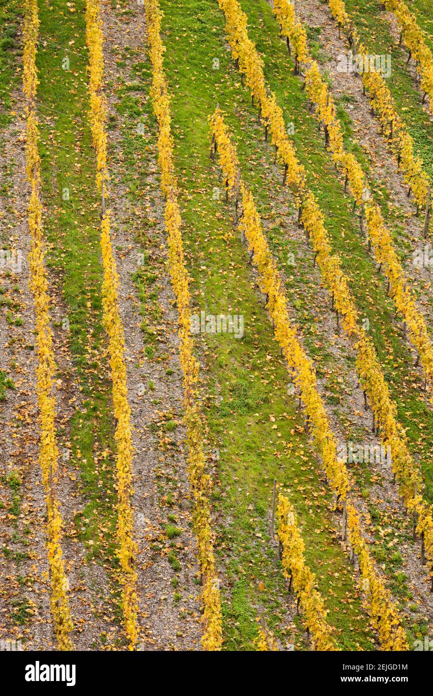 Vue surélevée du vignoble en automne, Bacharach, Mayence-Bingen, Rhénanie-Palatinat, Allemagne Banque D'Images