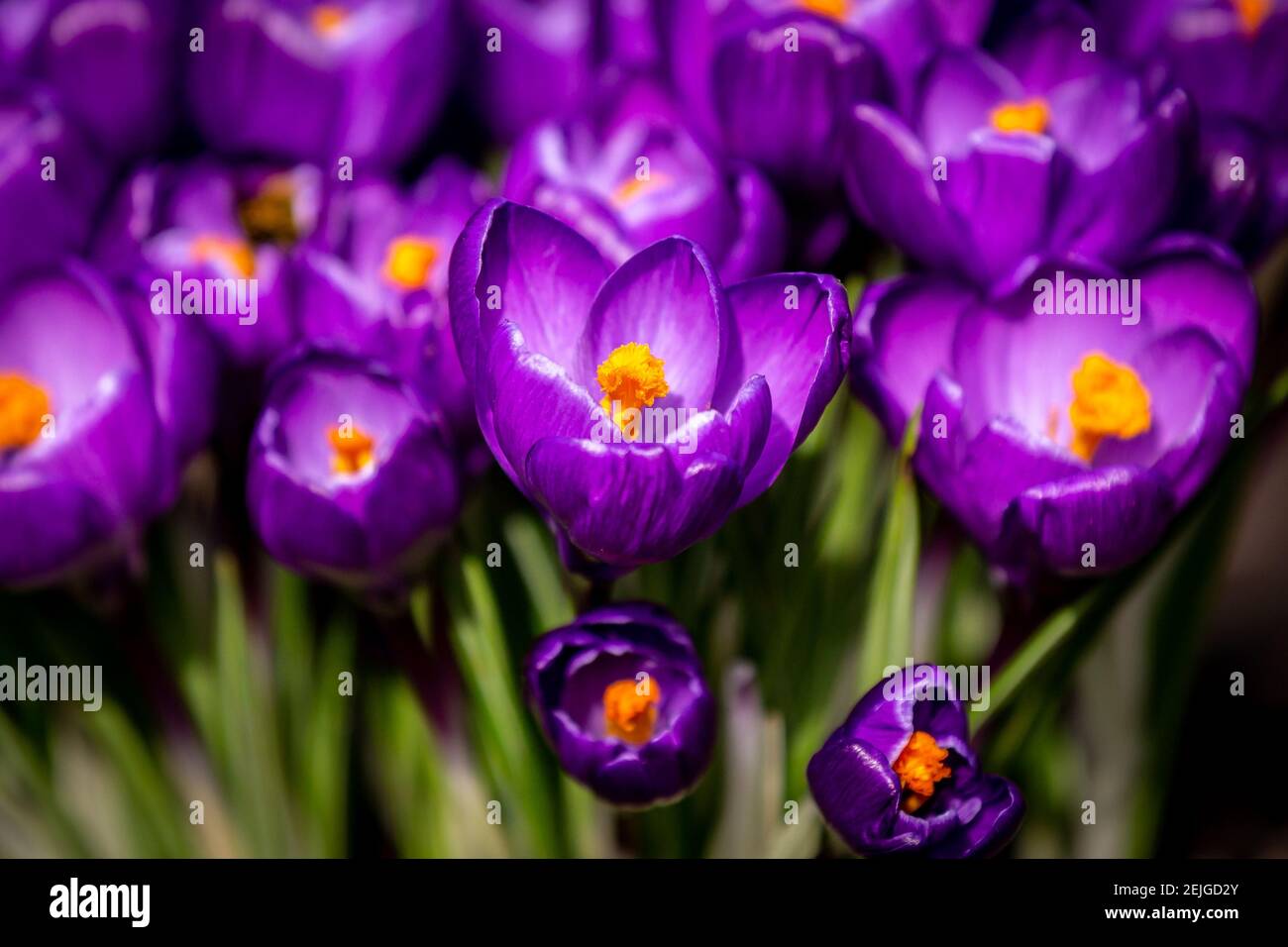 Un lit de crocus pourpre sous le soleil de la fin de l'hiver Banque D'Images
