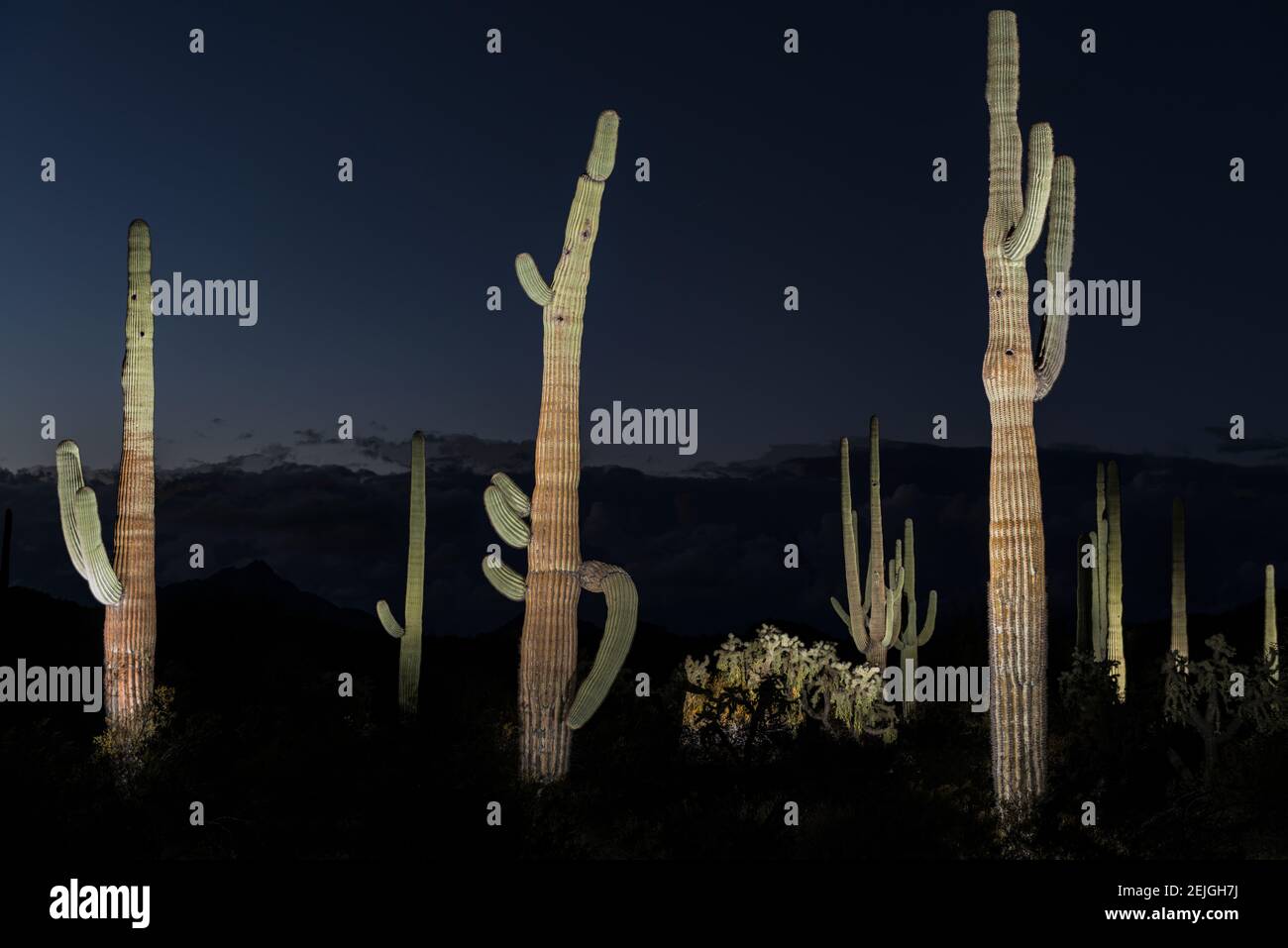 Diverses plantes de cactus dans un désert, Organ Pipe Cactus National Monument, Arizona, Etats-Unis Banque D'Images