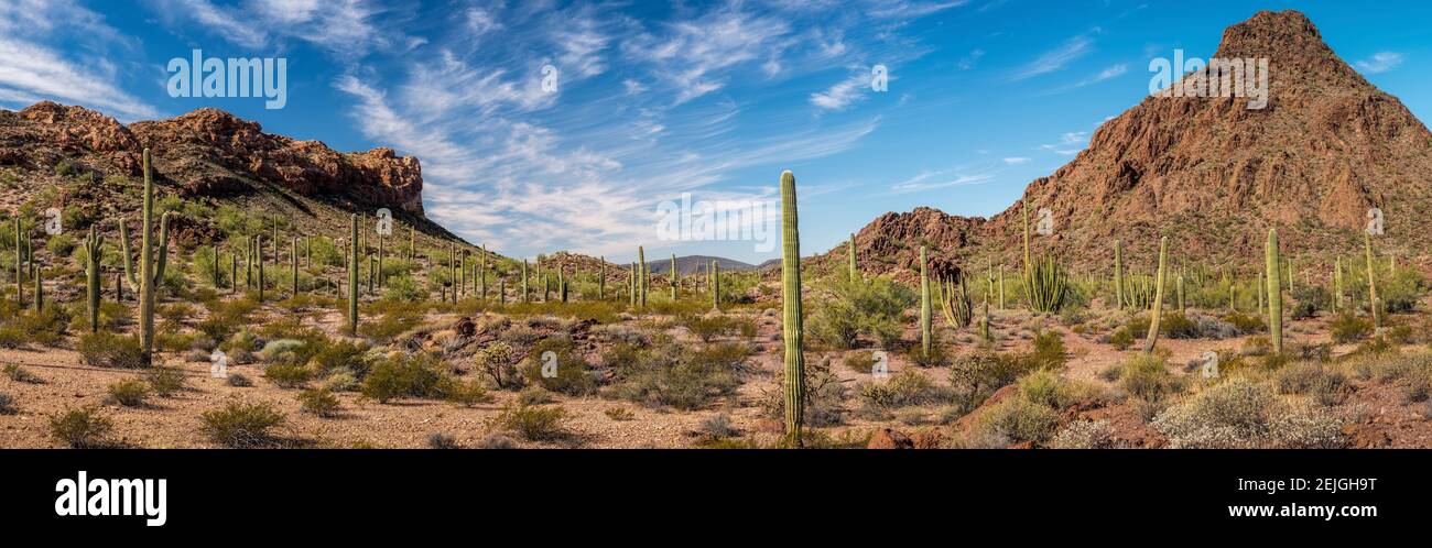 Diverses plantes de cactus dans un désert, Organ Pipe Cactus National Monument, Arizona, Etats-Unis Banque D'Images