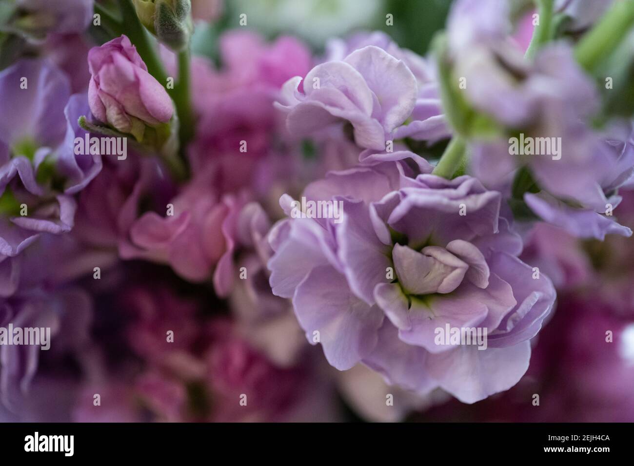 Gros plan de fleurs (Matthiola incana) Également connu sous le nom de Gillyflower ou usine de parfums Banque D'Images