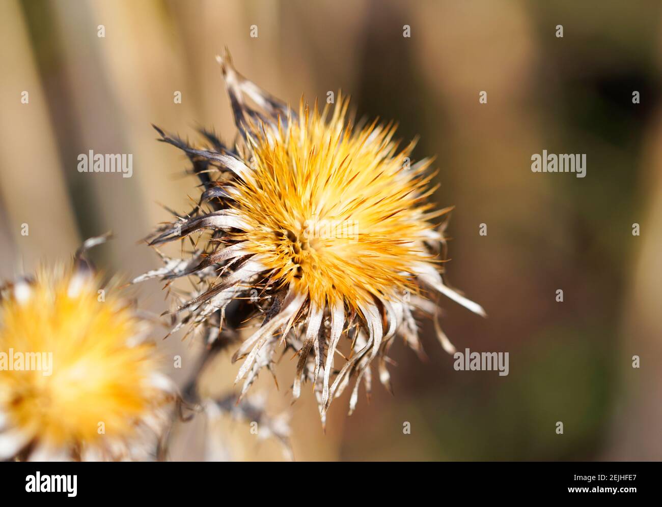 Fleur de chardon séchée. Tons beige, jaune et marron. Photo macro d'une  fleur sèche Photo Stock - Alamy
