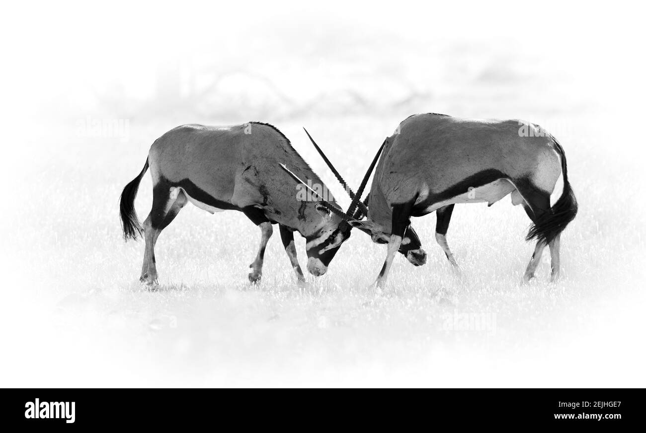 Combat acharné entre deux antilopes mâles Oryx. Noir et blanc, traitement artistique, poussière et fond sombre. Banque D'Images