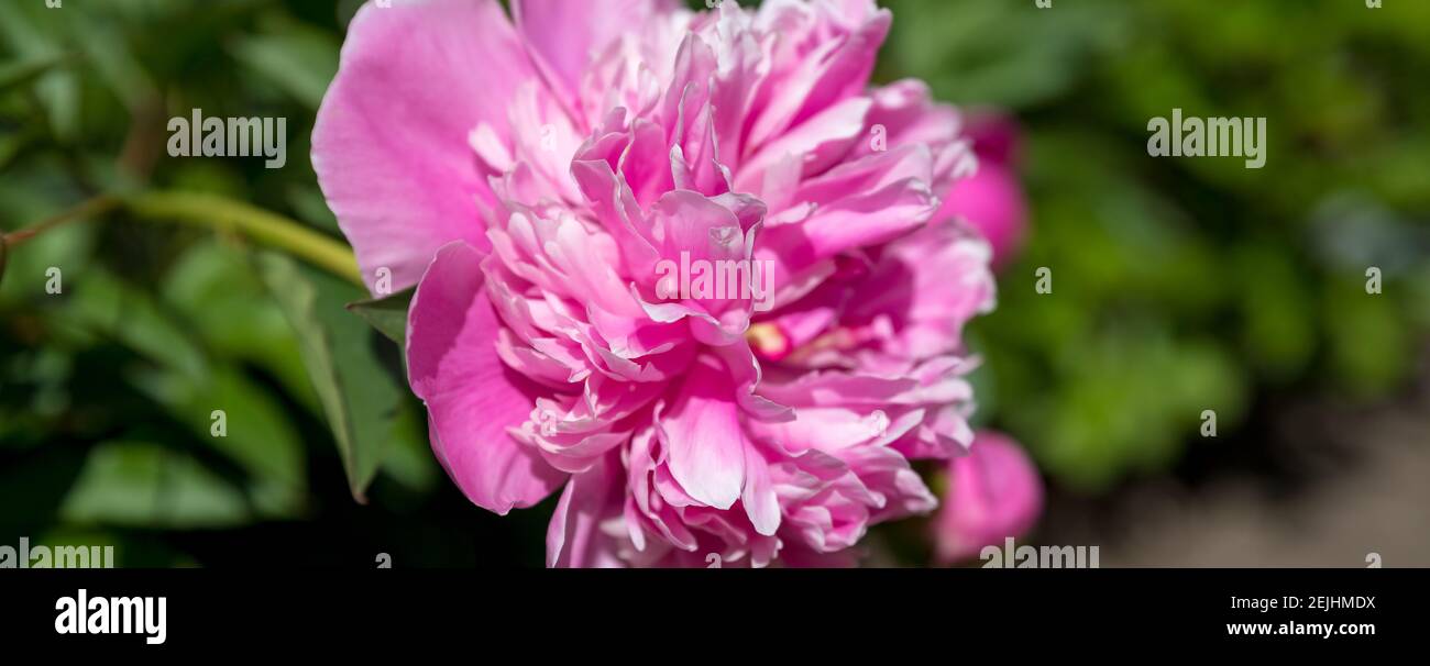 Pivoine géoréférente dans une pleine fleur.pivoine de jardin. Bourgeon de pivoine rose dans la verdure. Jardinage concept.beautiful doux rose-blanc terreux fleur de pivoine fleurir dedans Banque D'Images