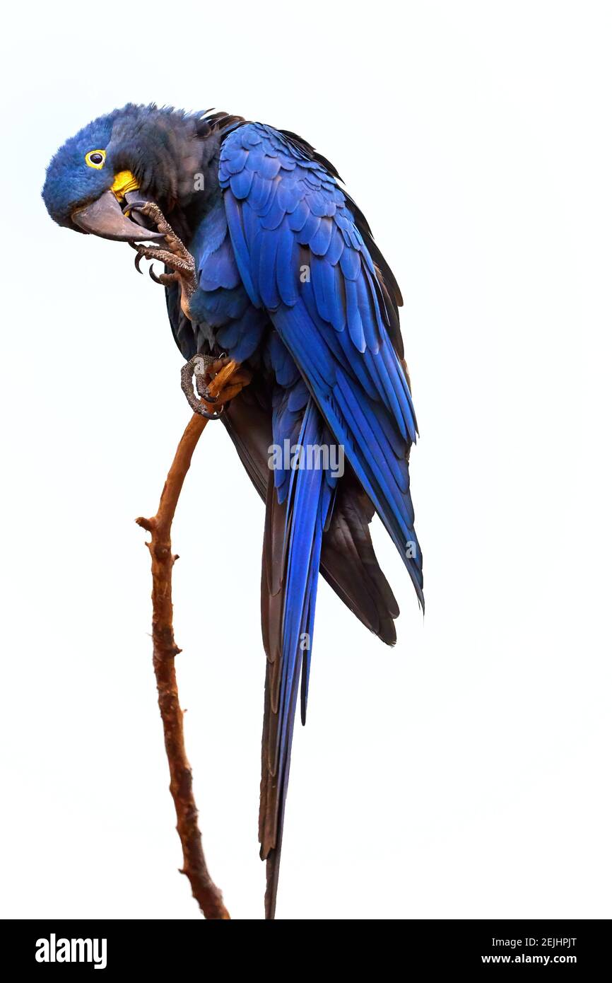 Isolé sur fond blanc, vue verticale du grand perroquet bleu, de la macaw de jacinthe, d'Anodorhynchus hyacinthinus, perché sur la branche. Vulnérables, menacés Banque D'Images