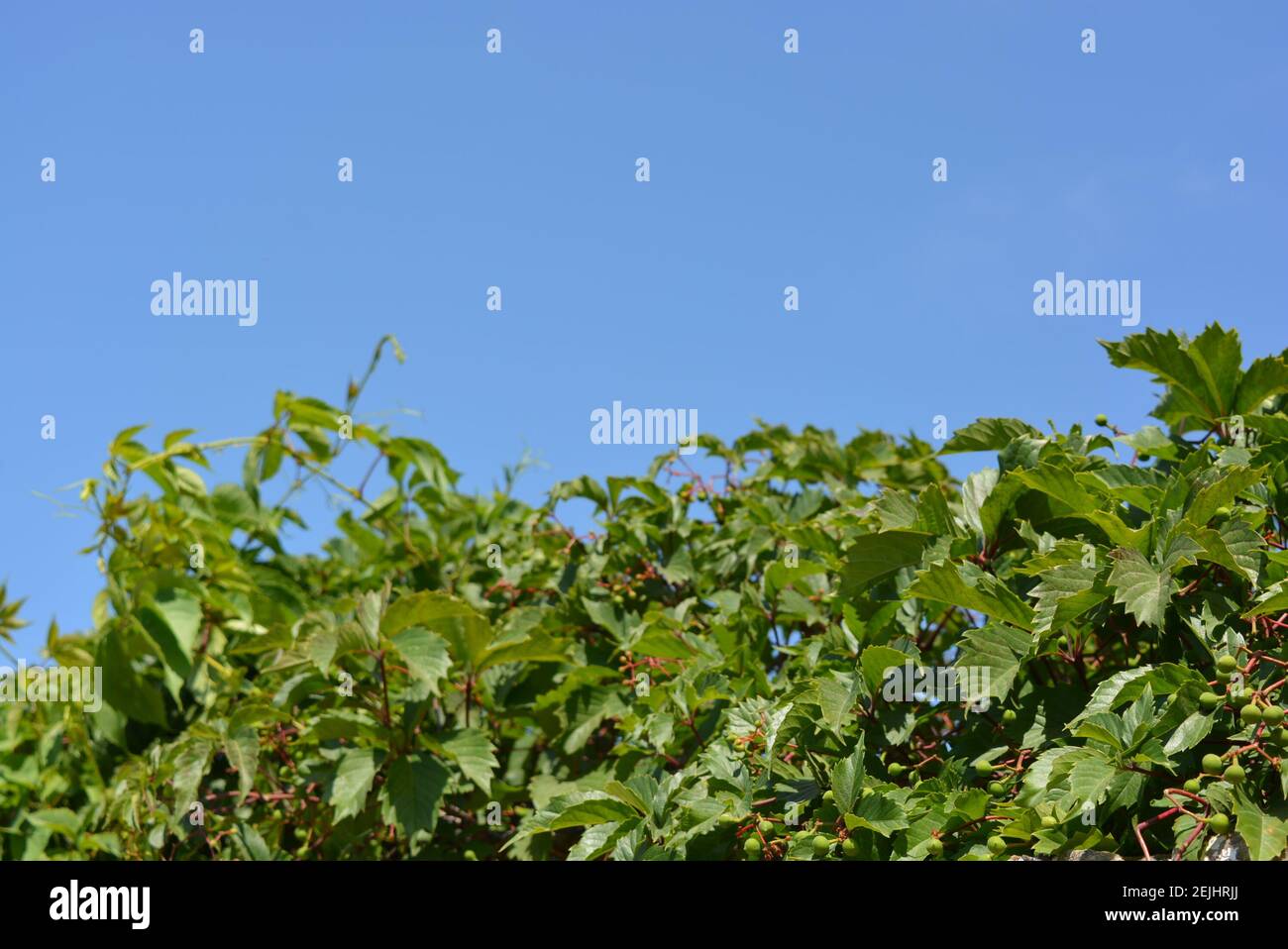 Belles feuilles vertes et branches de parthenocissus avec des fruits, des raisins sur un ciel bleu. Banque D'Images