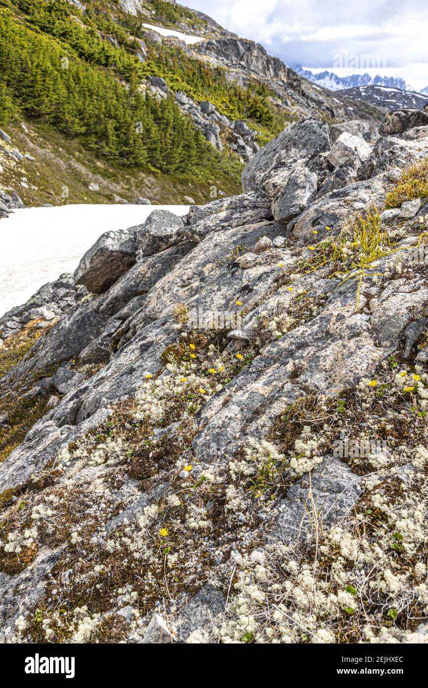 Lichen et fleurs sauvages jaunes sur des rochers au début de juin, à la frontière entre le Canada et les États-Unis, à côté de la route Klondike ne de Skagway, en Alaska, aux États-Unis Banque D'Images