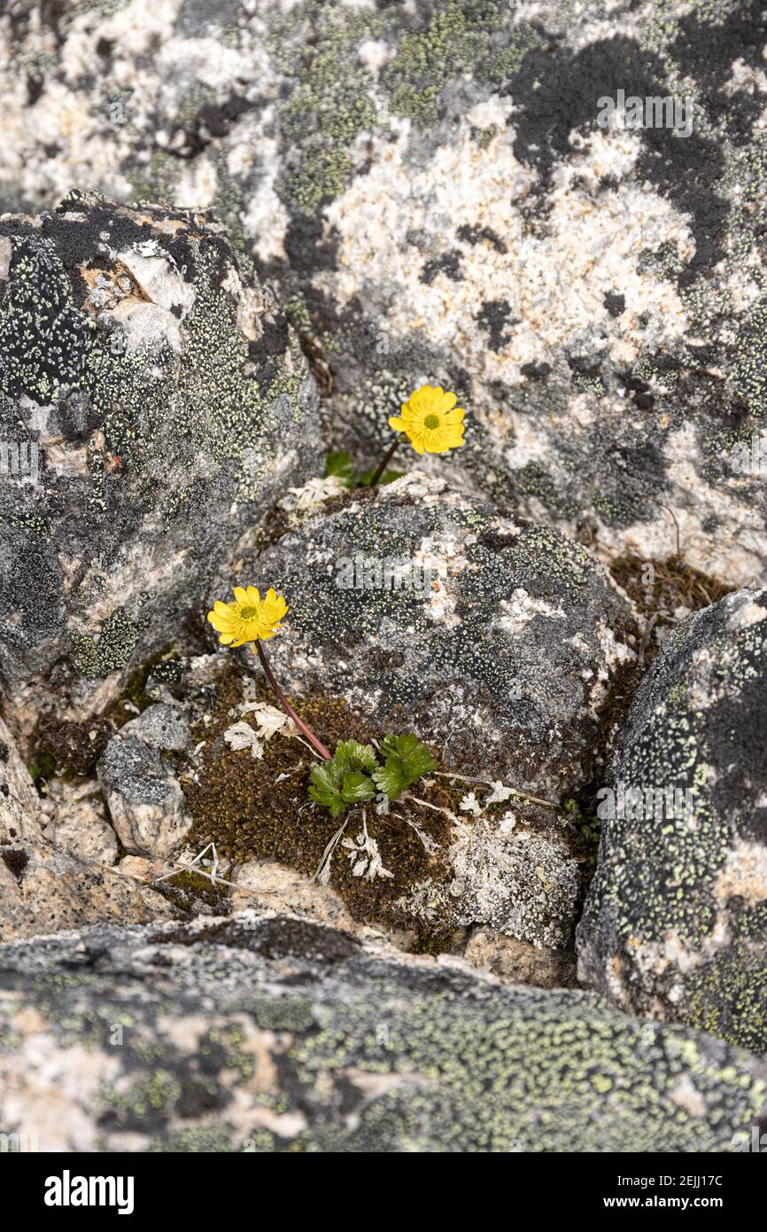 Fleurs sauvages jaunes qui poussent sur des roches au début de juin, à la frontière canado-américaine, à côté de la route Klondike nord-est de Skagway, en Alaska, aux États-Unis Banque D'Images