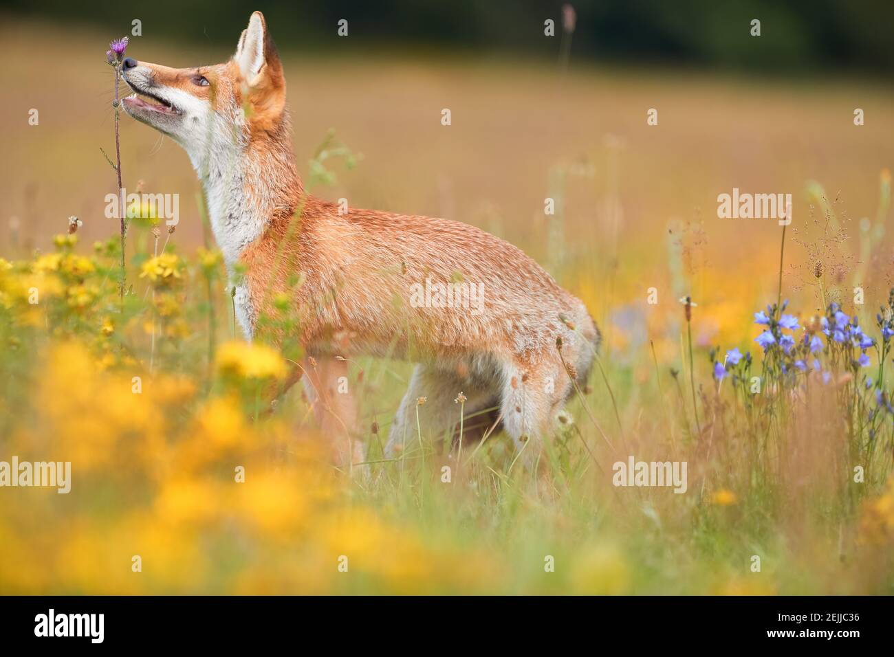 Thème du printemps. Red Fox cub jouant sur un pré en fleur. Renard parmi les fleurs bleues et jaunes. Photo basse angle de joli Red Fox cub, Vulpes v Banque D'Images