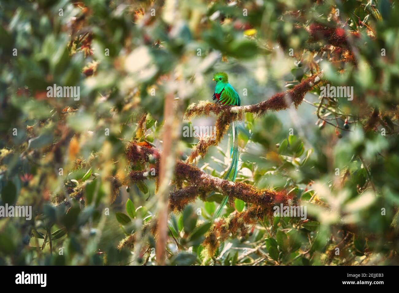 Bel oiseau. Le Quetzal resplendent dans son environnement naturel. Pharomachrus mocinno, oiseau tropical irisé à queue longue, assis dans un arbre d'avocat. Banque D'Images