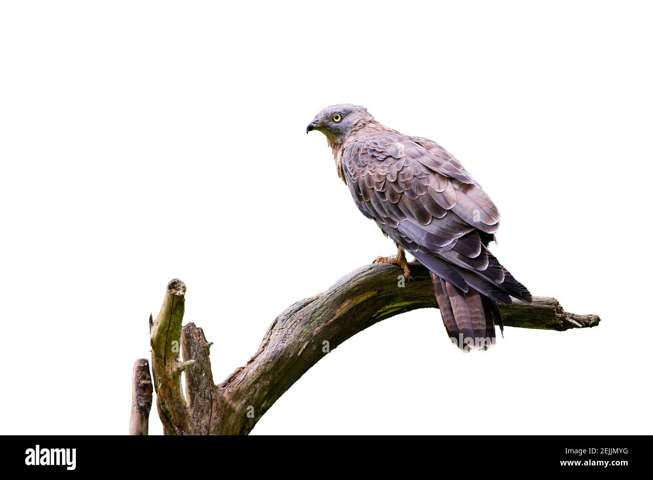 Isolé sur fond blanc, bourdonnement de miel européen, Pernis apivorus, oiseau de proie migrateur, assis sur une branche. Parc national de Sumava, repub tchèque Banque D'Images