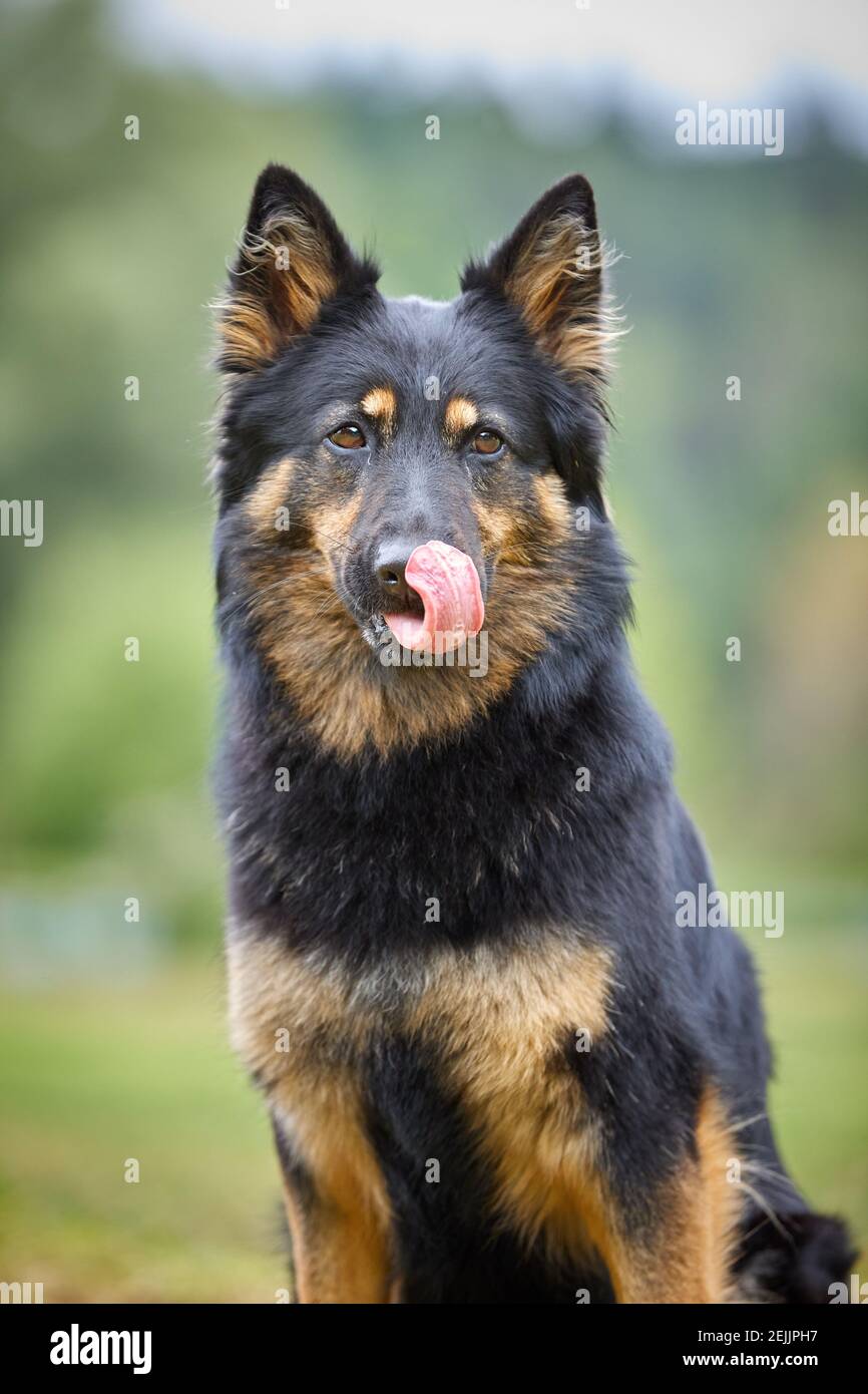 Portrait du berger bohémien, de race pure, avec des marques typiques de couleur noire et brune. Actif, semblable au berger allemand, chien avec la langue dehors. Chien br Banque D'Images