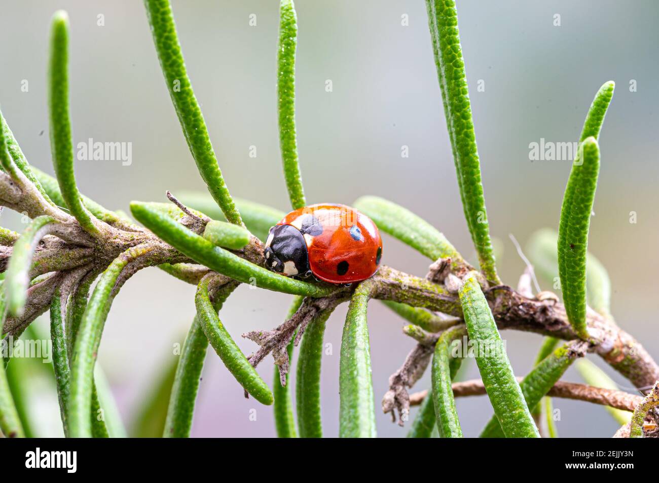 Sept coccinelles tachetées émergeant de l'hibernation et se reposant sur le romarin feuilles Banque D'Images