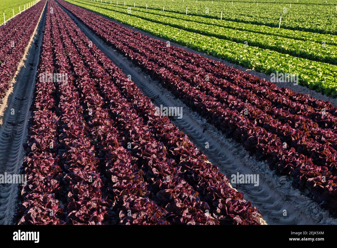 Laitue biologique « Lactuca sativa » à feuilles rouges et tête de beurre (verte), champ de maturation, rangs convergents. Banque D'Images