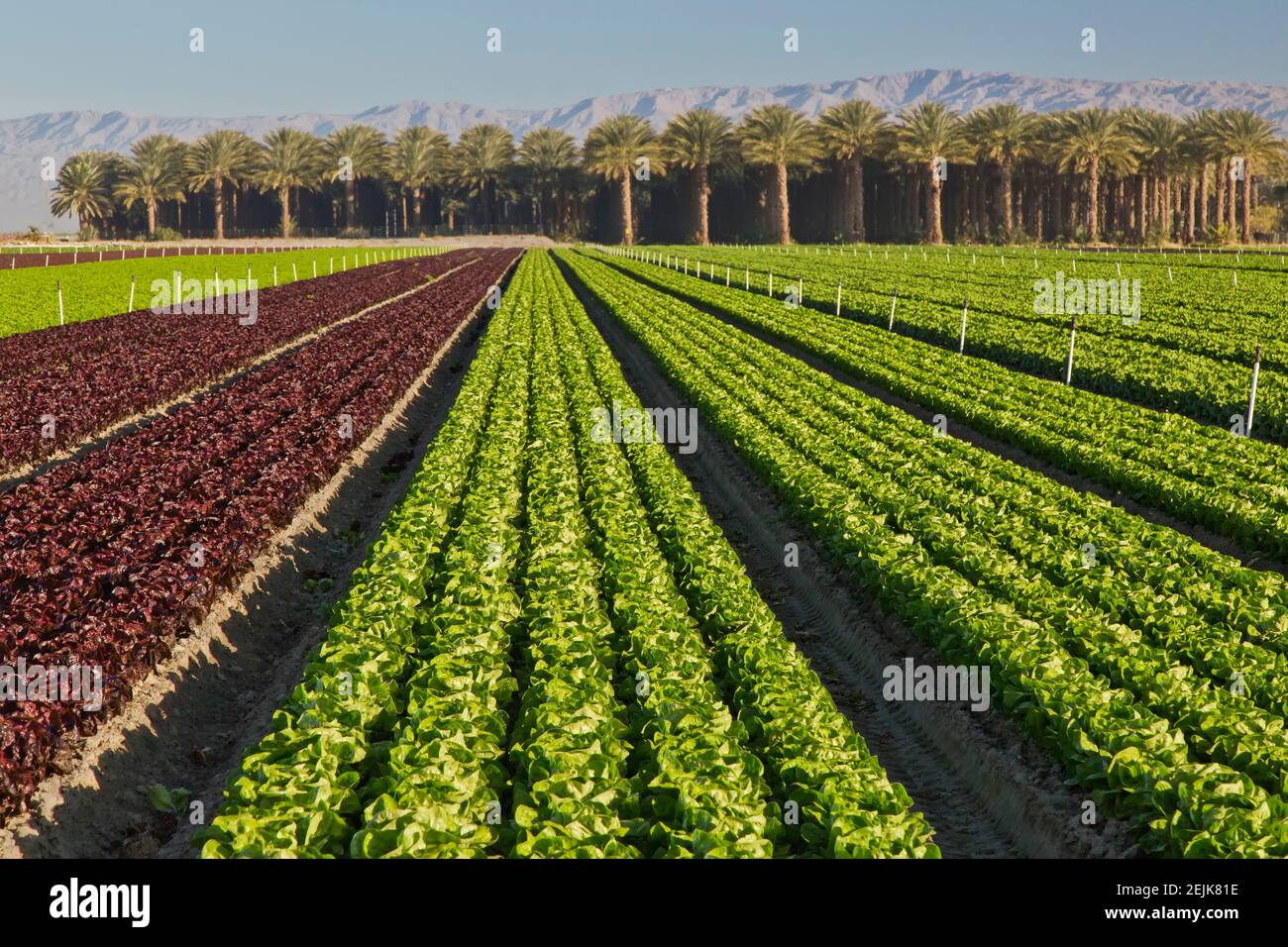 Laitue à tête de beurre biologique (verte) et à feuille rouge « Lactuca sativa », champ de maturation, système d'irrigation. Banque D'Images