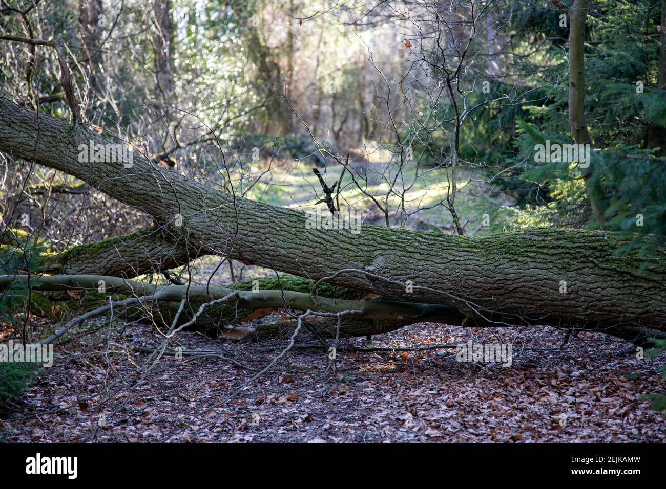 chemin à travers une forêt bloquée par un arbre tombé Banque D'Images