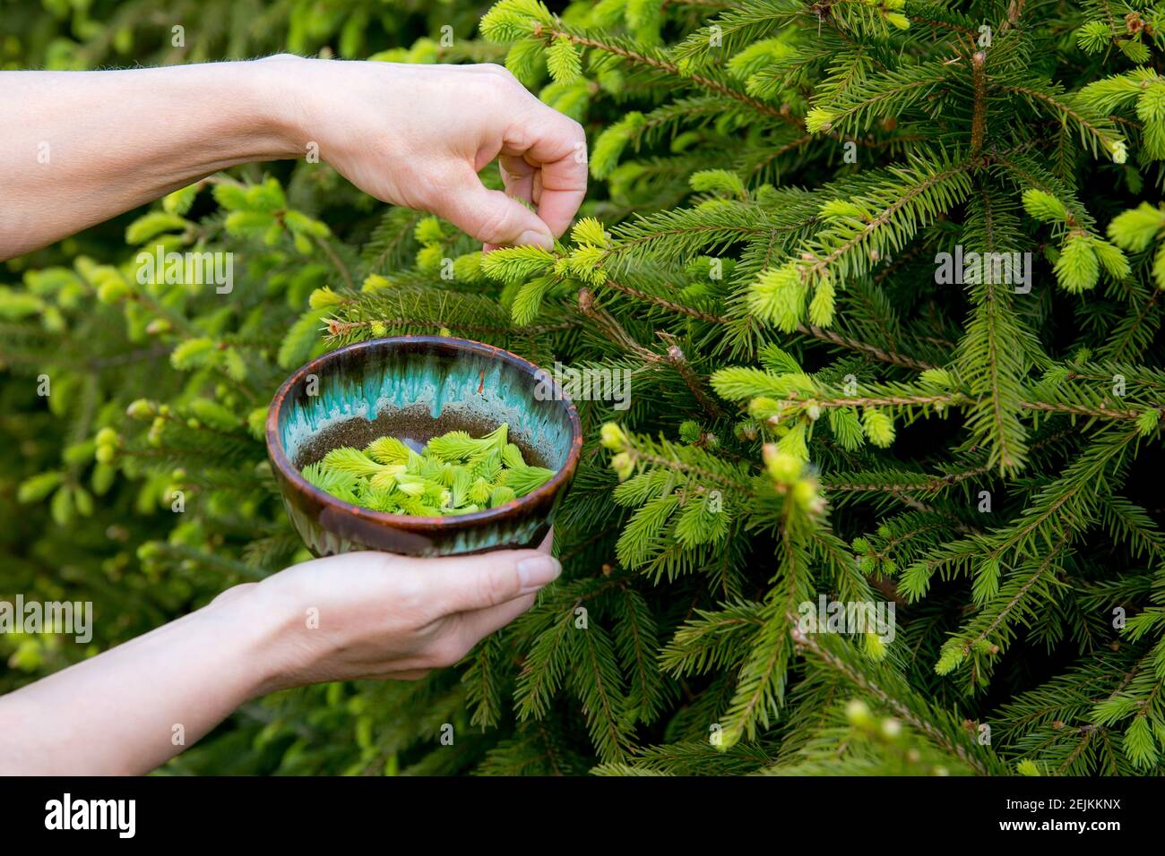 Vue rapprochée de la femme personne cueillant à la main jeune épinette fraîche (Picea abies) pousses des bouts pour la nourriture à l'extérieur au printemps. Banque D'Images