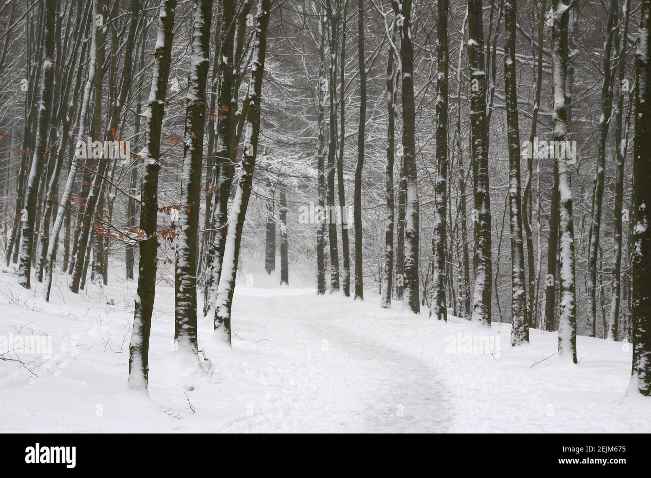 Fantastique forêt d'hiver avec un chemin à travers la forêt avec beaucoup de neige et de hêtre Banque D'Images