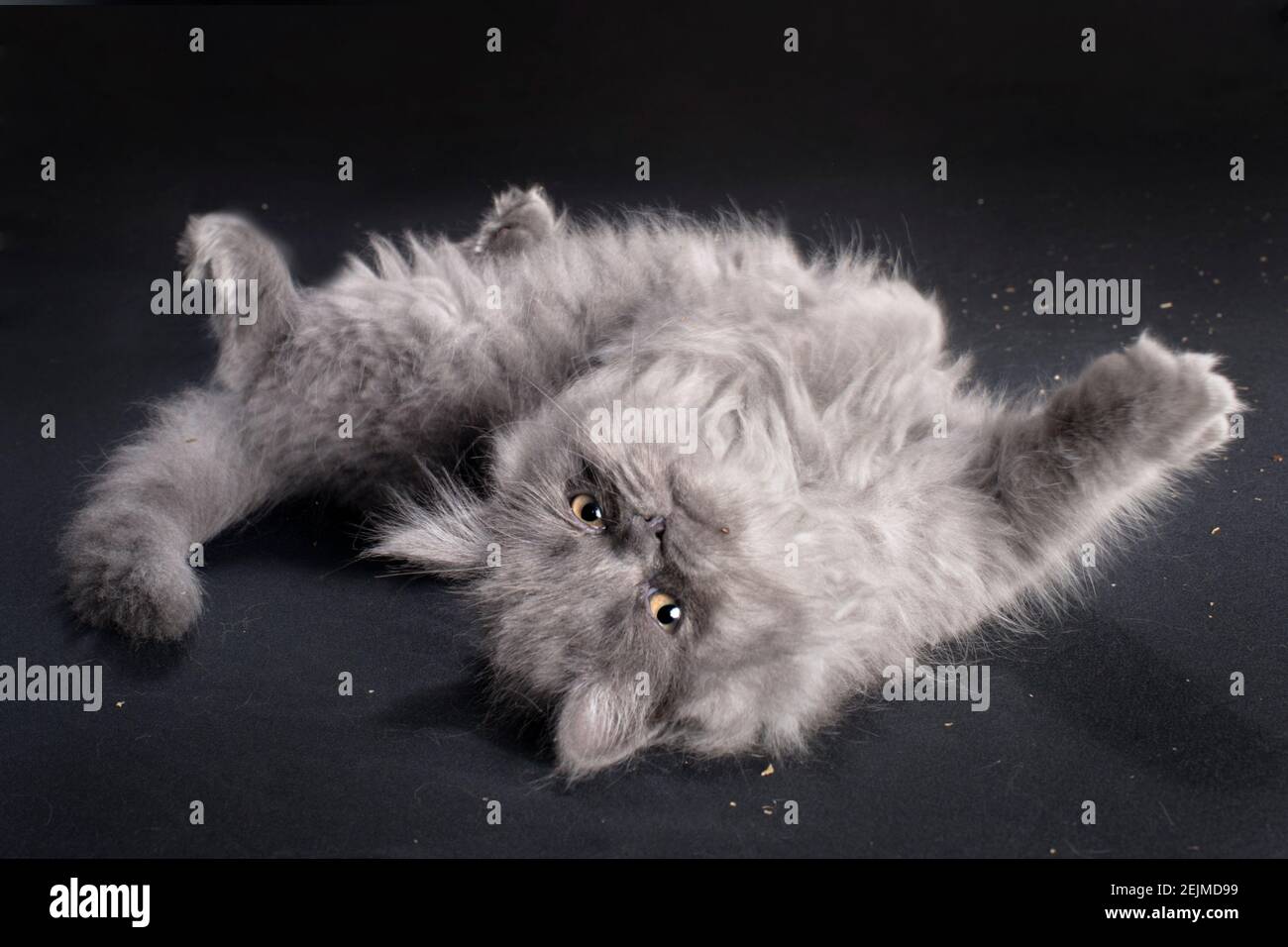 Drôle long chaton gris aux cheveux roulant sur son dos avec ses pattes vers le haut dans l'air. Banque D'Images