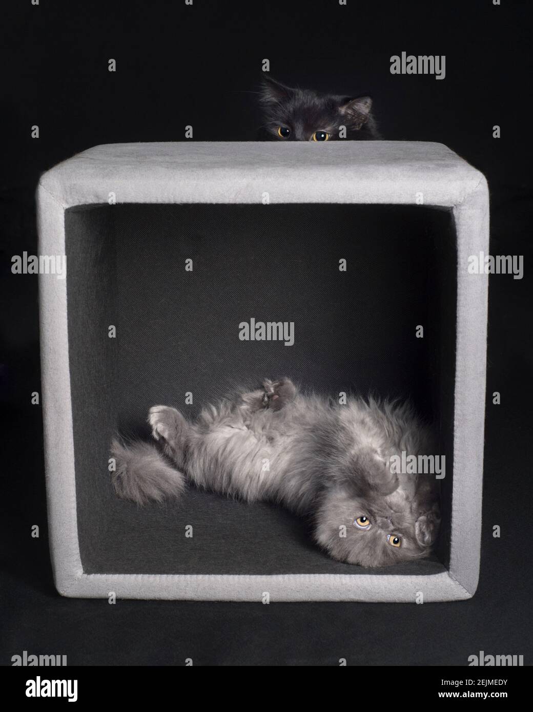 Drôle de photo d'un chaton gris sur son dos à l'intérieur d'un cube gris, avec un grand chat noir qui se cache derrière lui. Banque D'Images