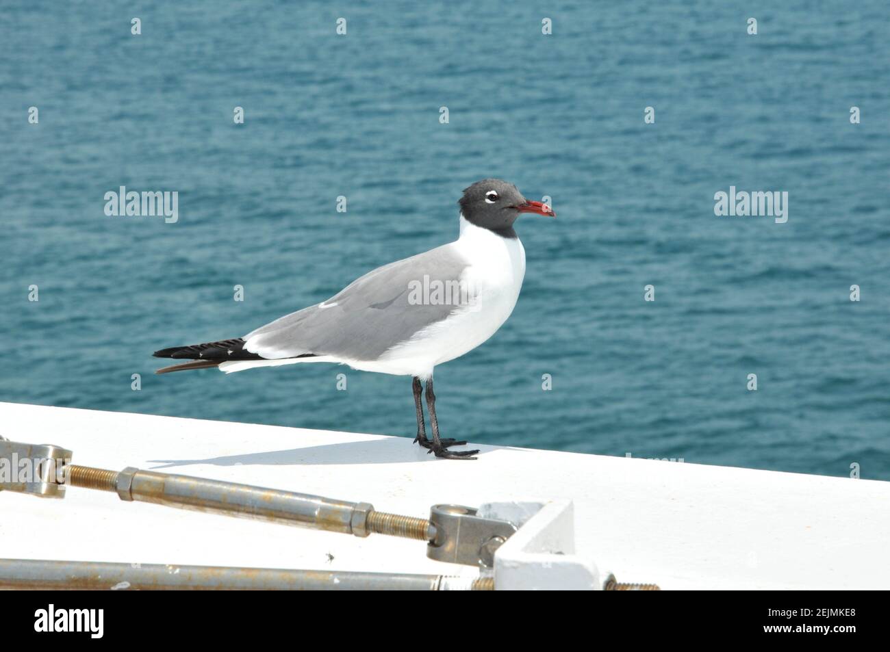Mouette debout sur le bord d'un bateau de croisière pendant Ancré près des Bahamas pendant le confinement de l'industrie de croisière Banque D'Images