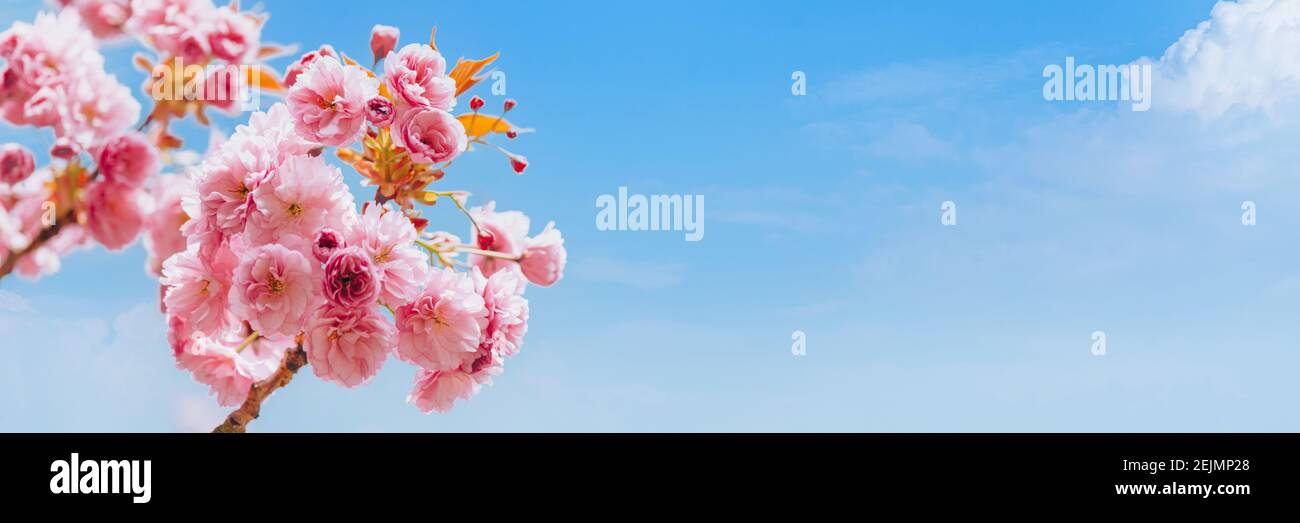 Fleurs Sakura en fleur Banque D'Images