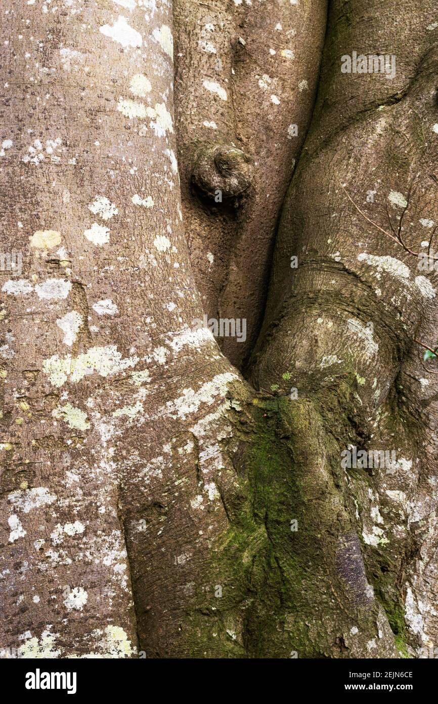 Écorce d'un vieux chêne avec lichen, utilisation comme fond naturel Banque D'Images