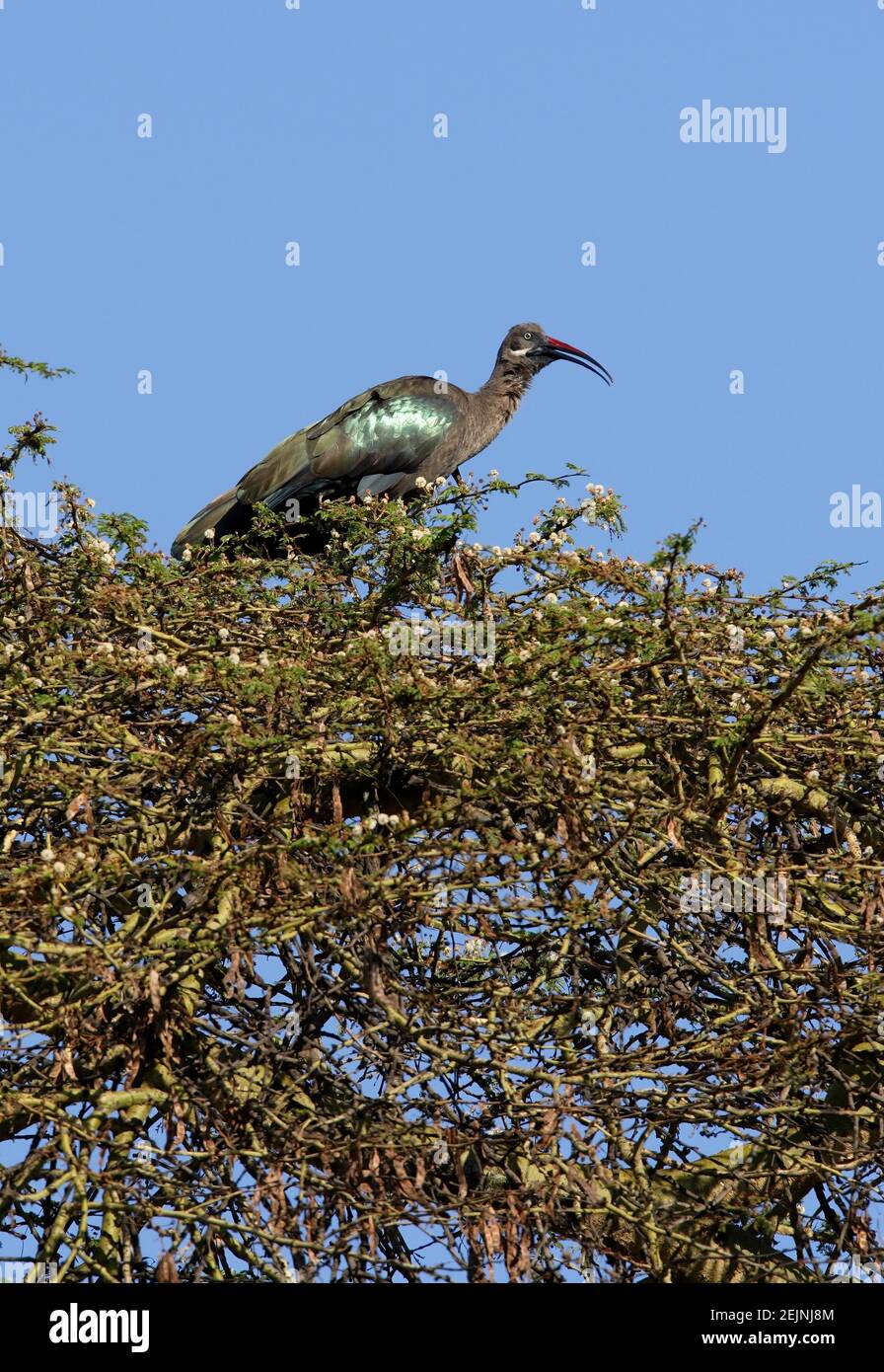 Hadada Ibis (Bostrychia hagedash brevirostris) adulte au sommet de l'arbre appelant le lac Naivasha, Kenya Octobre Banque D'Images