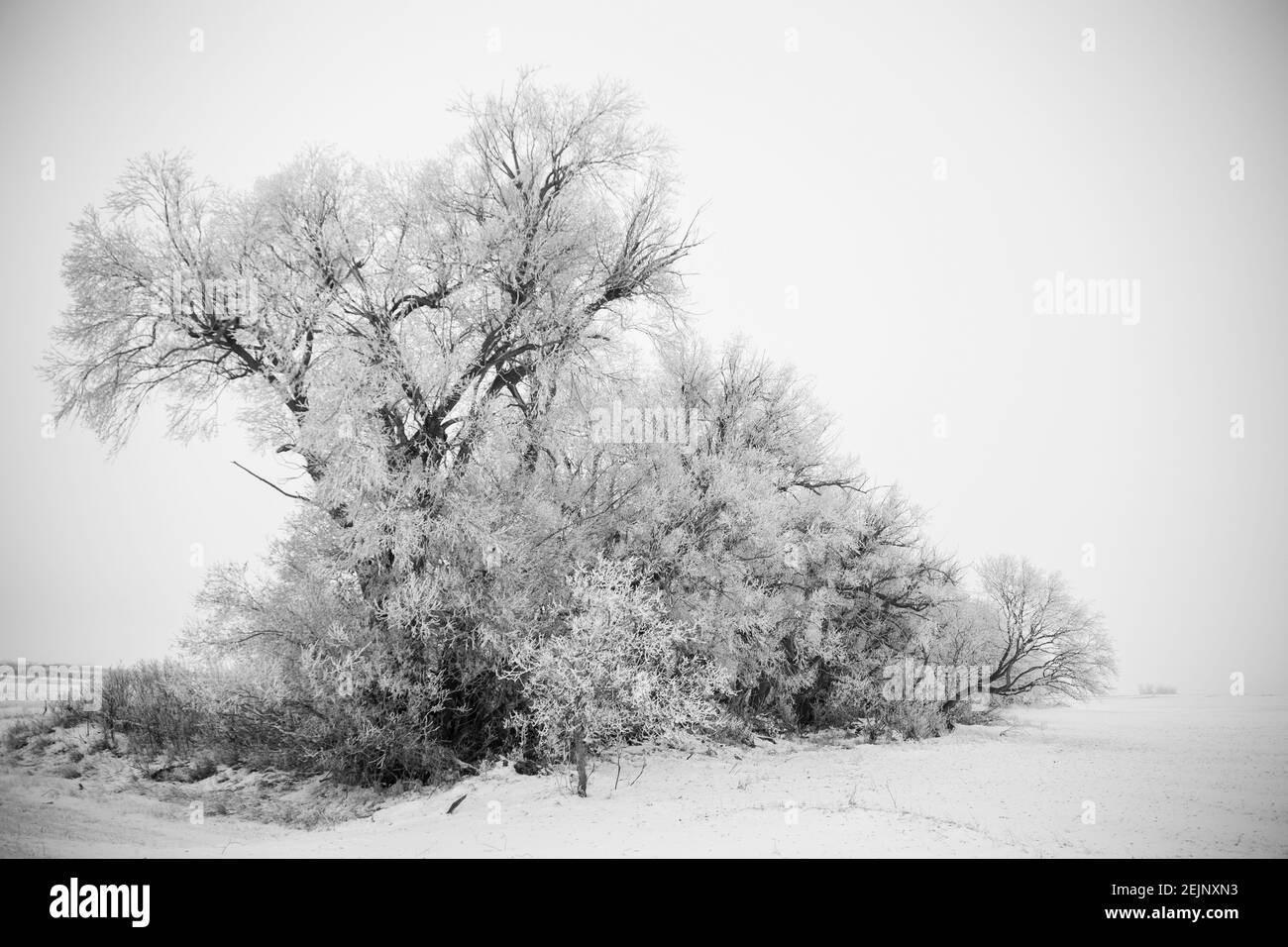 Plaines de la Saskatchewan hiver extrême froid prairie pittoresque Banque D'Images