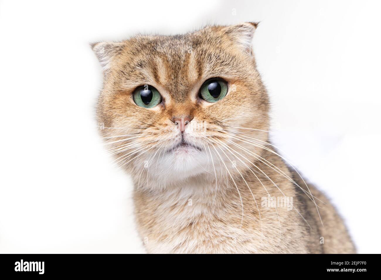 joli petit chat écossais doré et moelleux avec des yeux verts arrière-plan blanc Banque D'Images