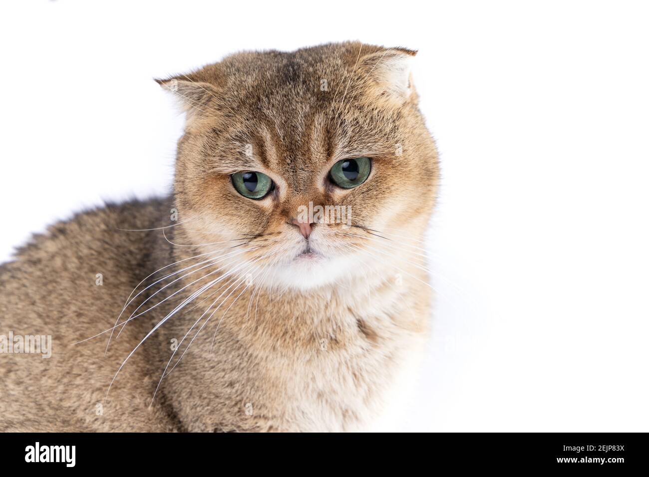 joli petit chat écossais doré et moelleux avec des yeux verts arrière-plan blanc Banque D'Images