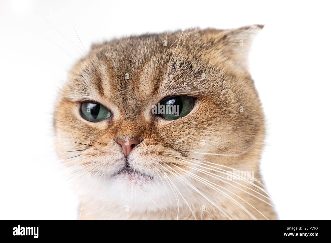 joli petit chat écossais doré et moelleux avec des yeux verts arrière-plan blanc Banque D'Images