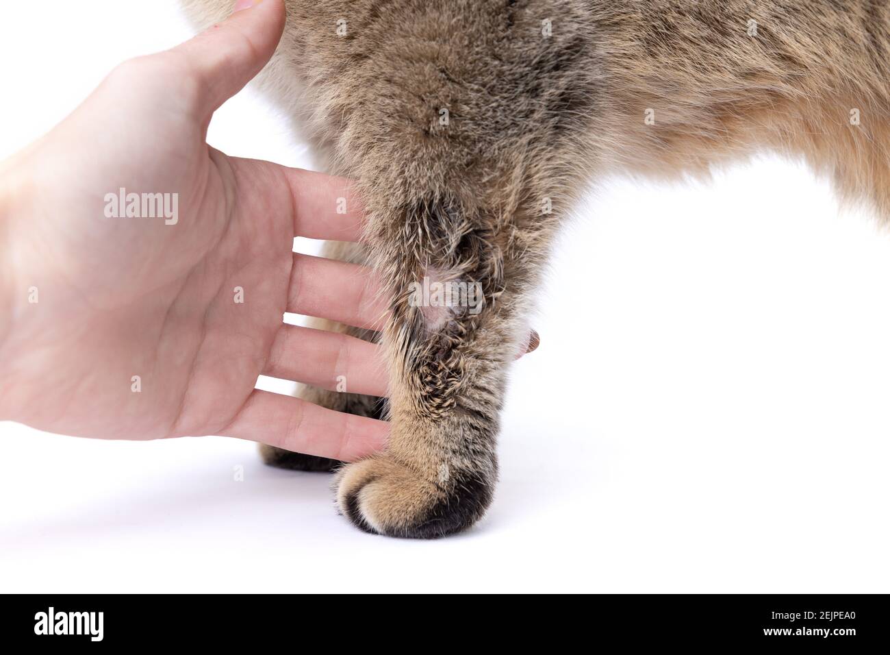 Le Golden Scottish Fold Cat est tombé malade avec le lichen et le propriétaire main Banque D'Images