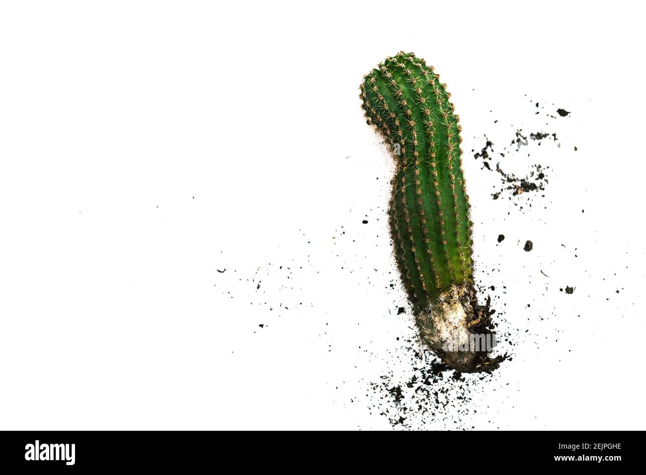 Un cactus vert pickly avec terre de terre autour à isolé arrière-plan Banque D'Images