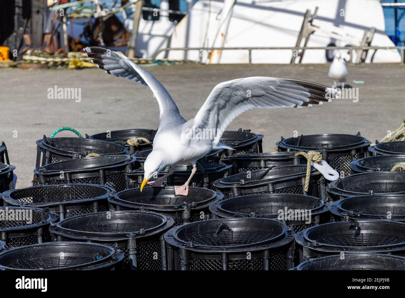 Goéland argenté Larus argentatus dans le plumage adulte complet debout Pots de crevettes Banque D'Images
