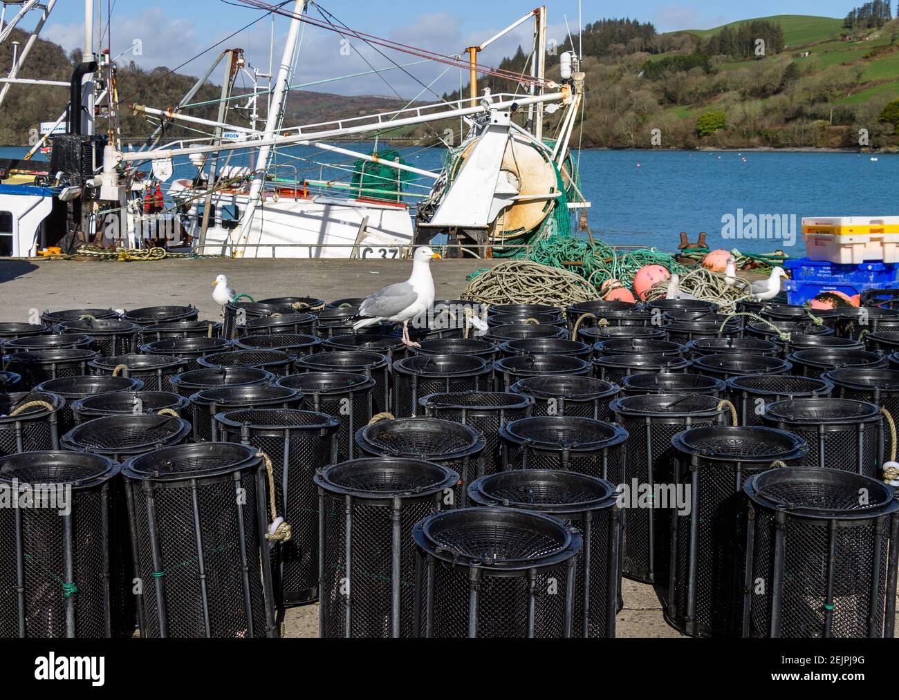 Goéland argenté Larus argentatus dans le plumage adulte complet debout Pots de crevettes Banque D'Images