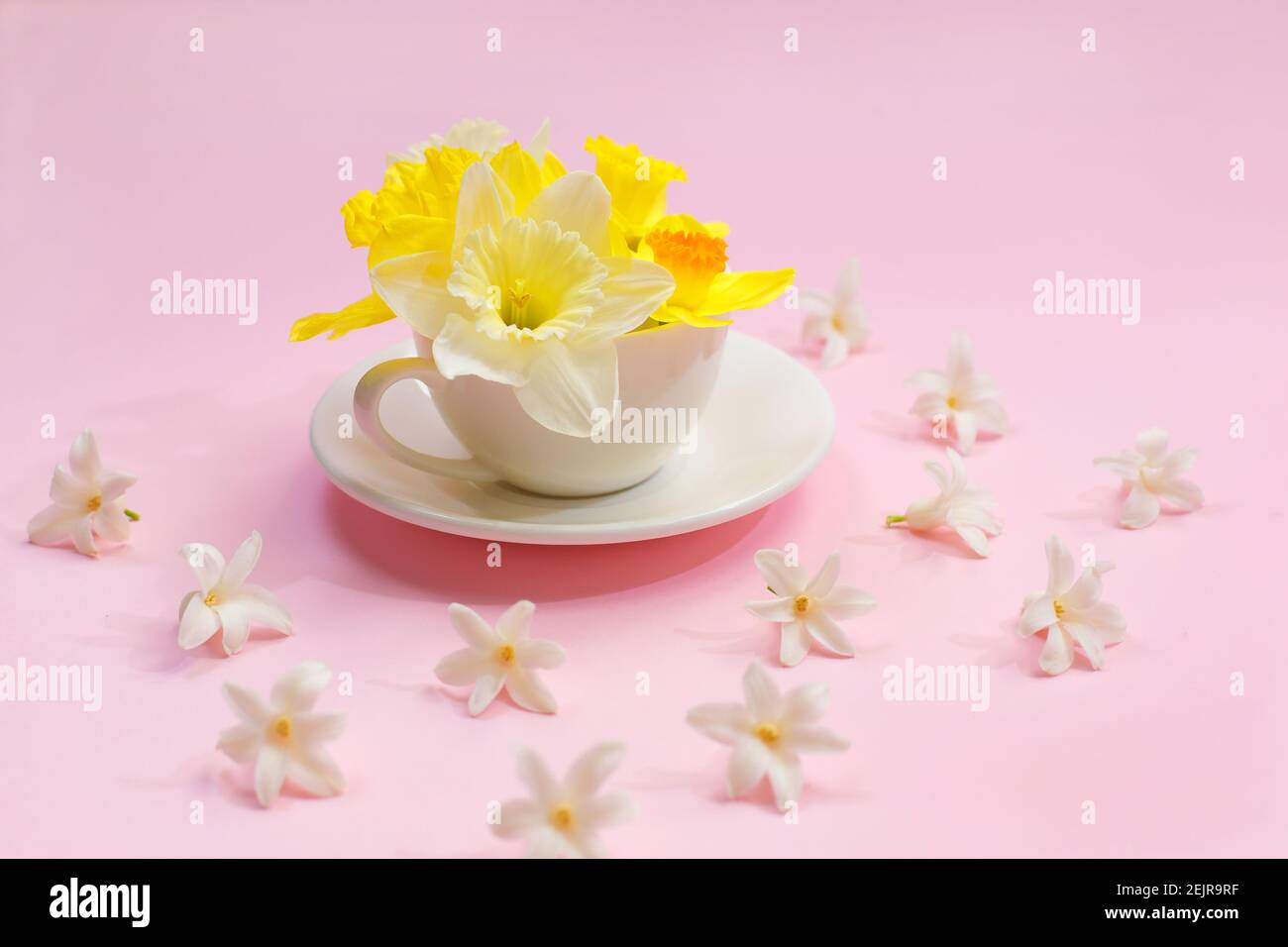 Beau Narcisse frais dans une tasse sur fond rose. Fleurs jaunes dans une  tasse. Spring floral background. Le minimalisme Photo Stock - Alamy