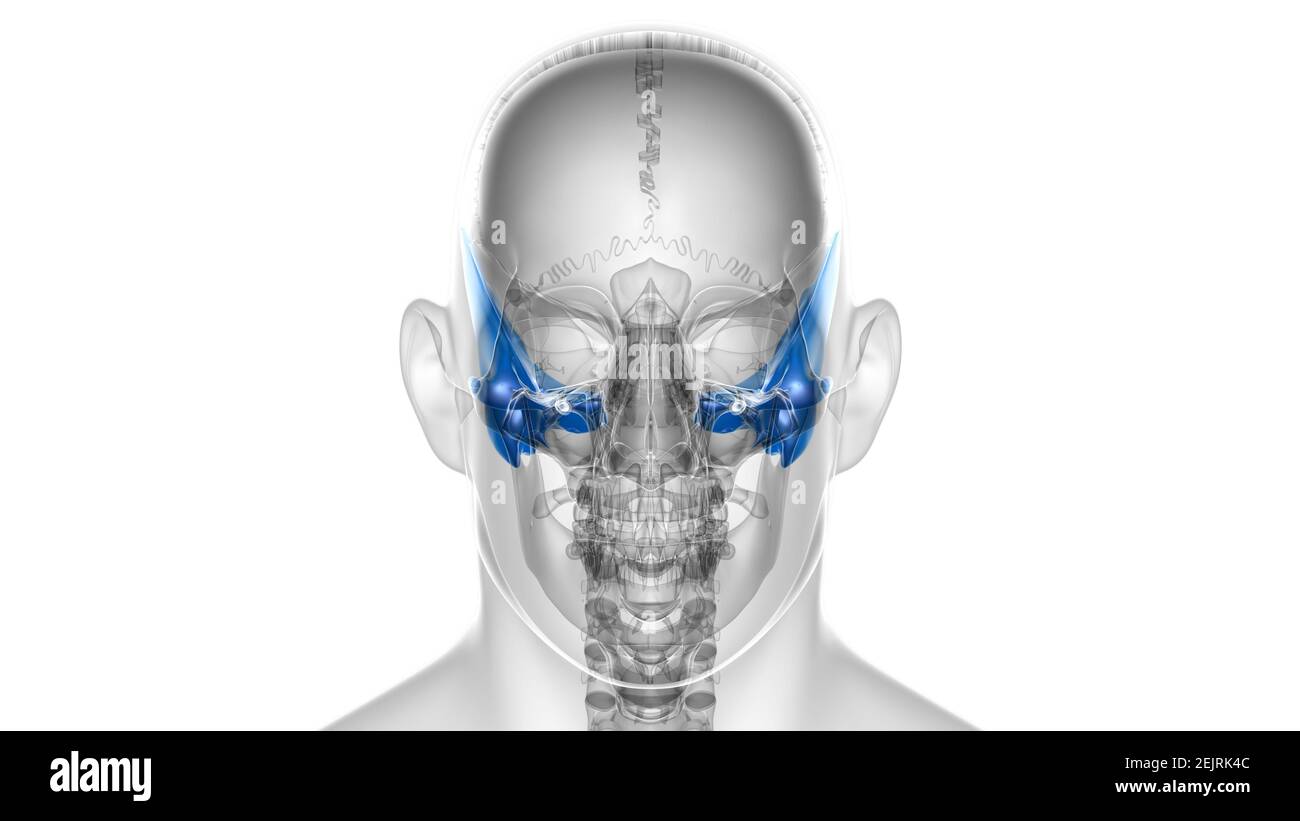 Squelette humain crâne Temporal Bone Anatomie pour le concept médical Illustration 3D Banque D'Images
